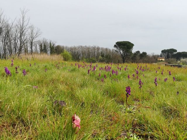 Un Prato di Anacamptis morio